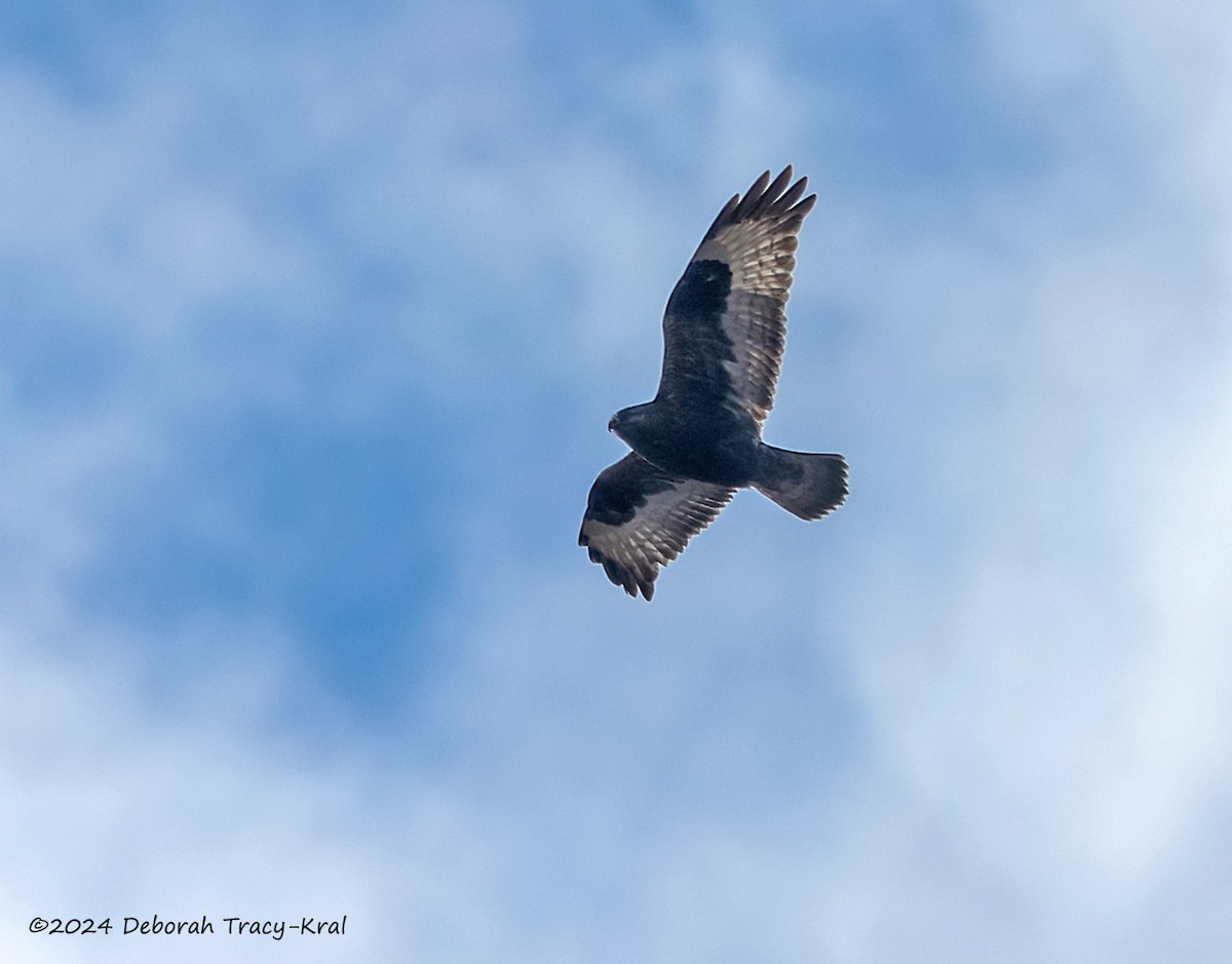 Rough-legged Hawk - ML615480083