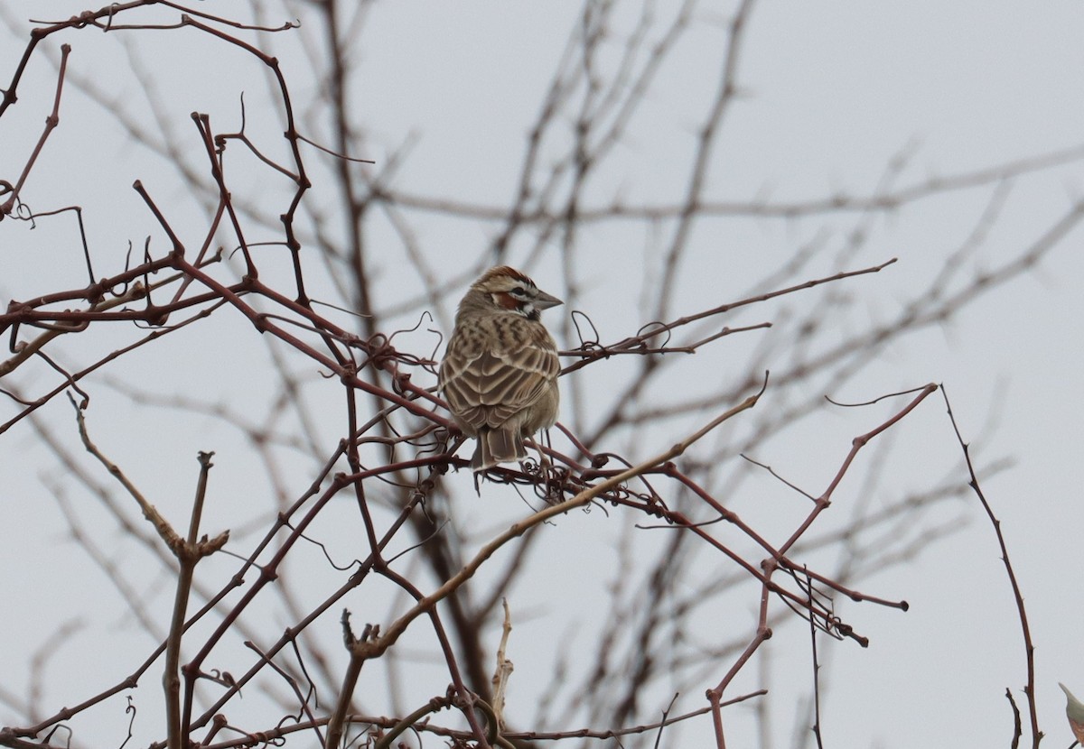 Lark Sparrow - Juli deGrummond