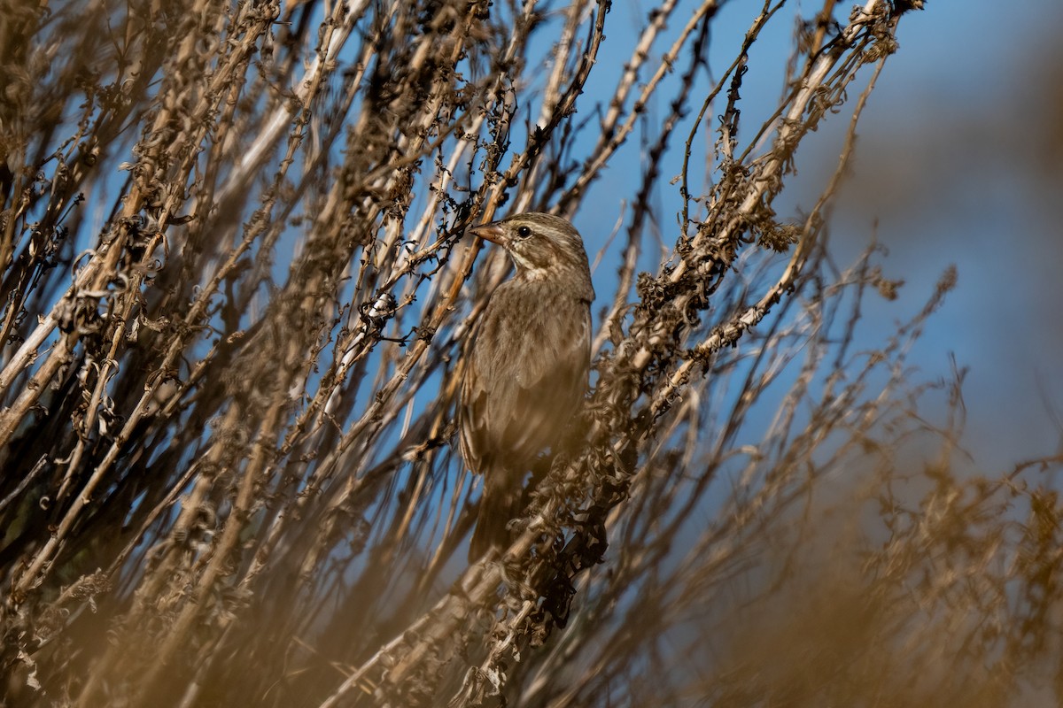 strnadec luční (ssp. rostratus/atratus) - ML615480158