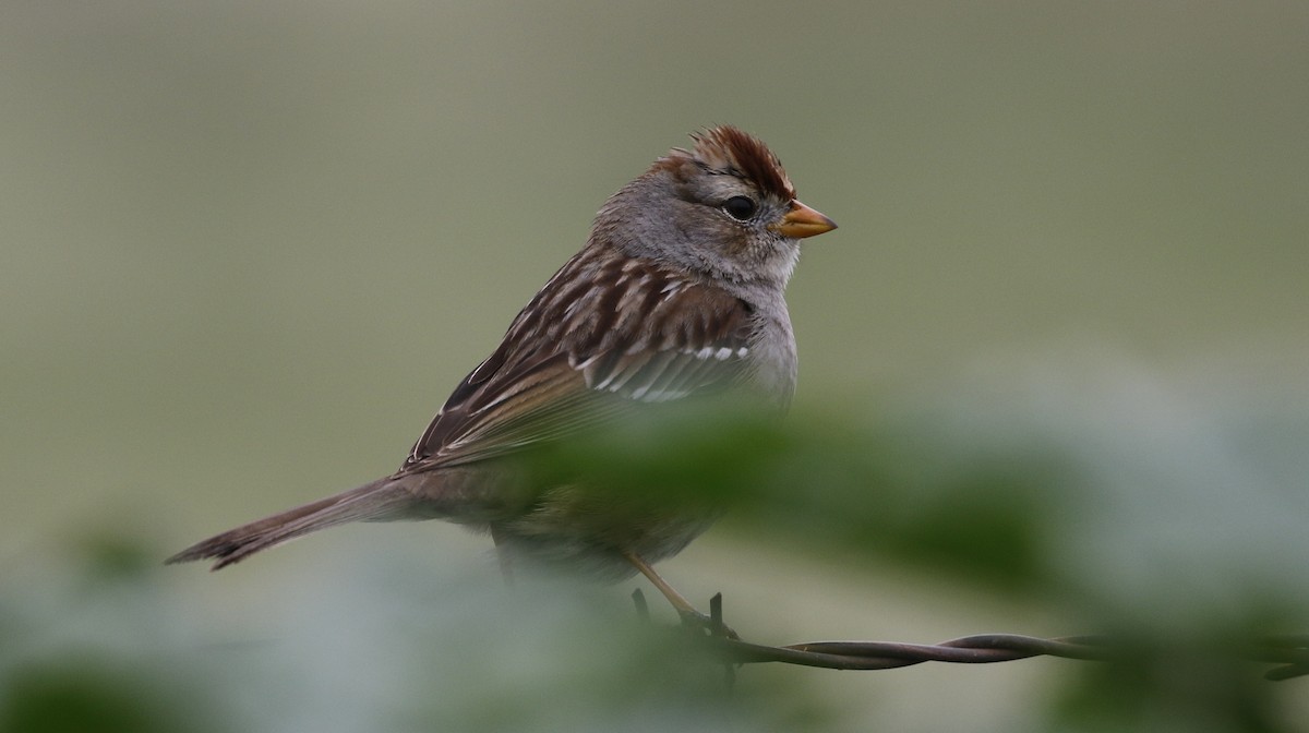 White-crowned Sparrow - ML615480176