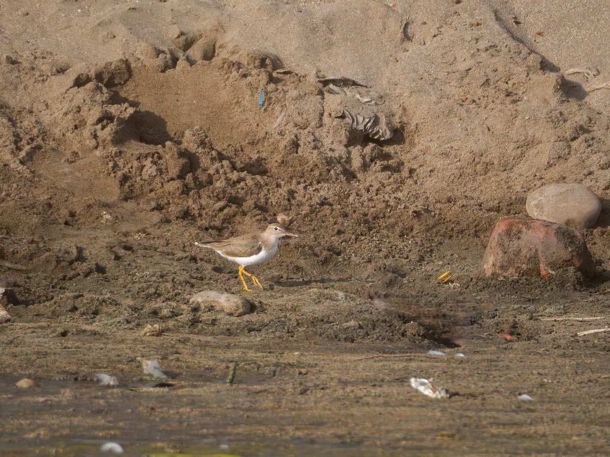 Spotted Sandpiper - ML615480178