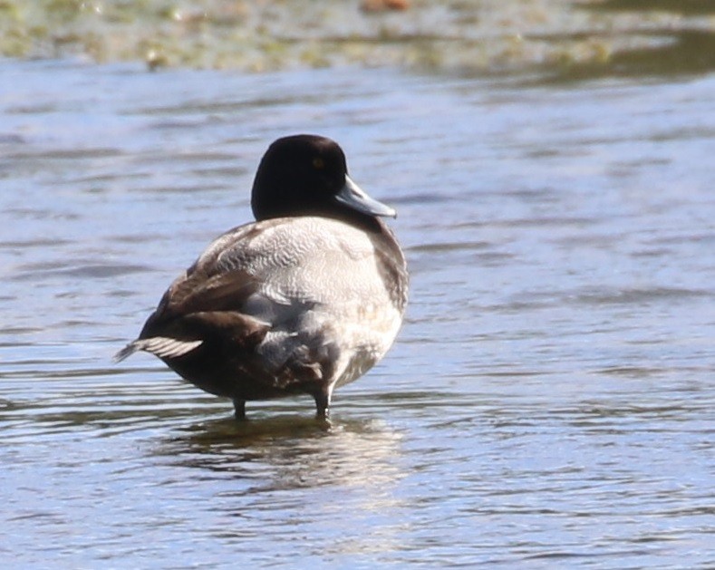 Lesser Scaup - ML615480210