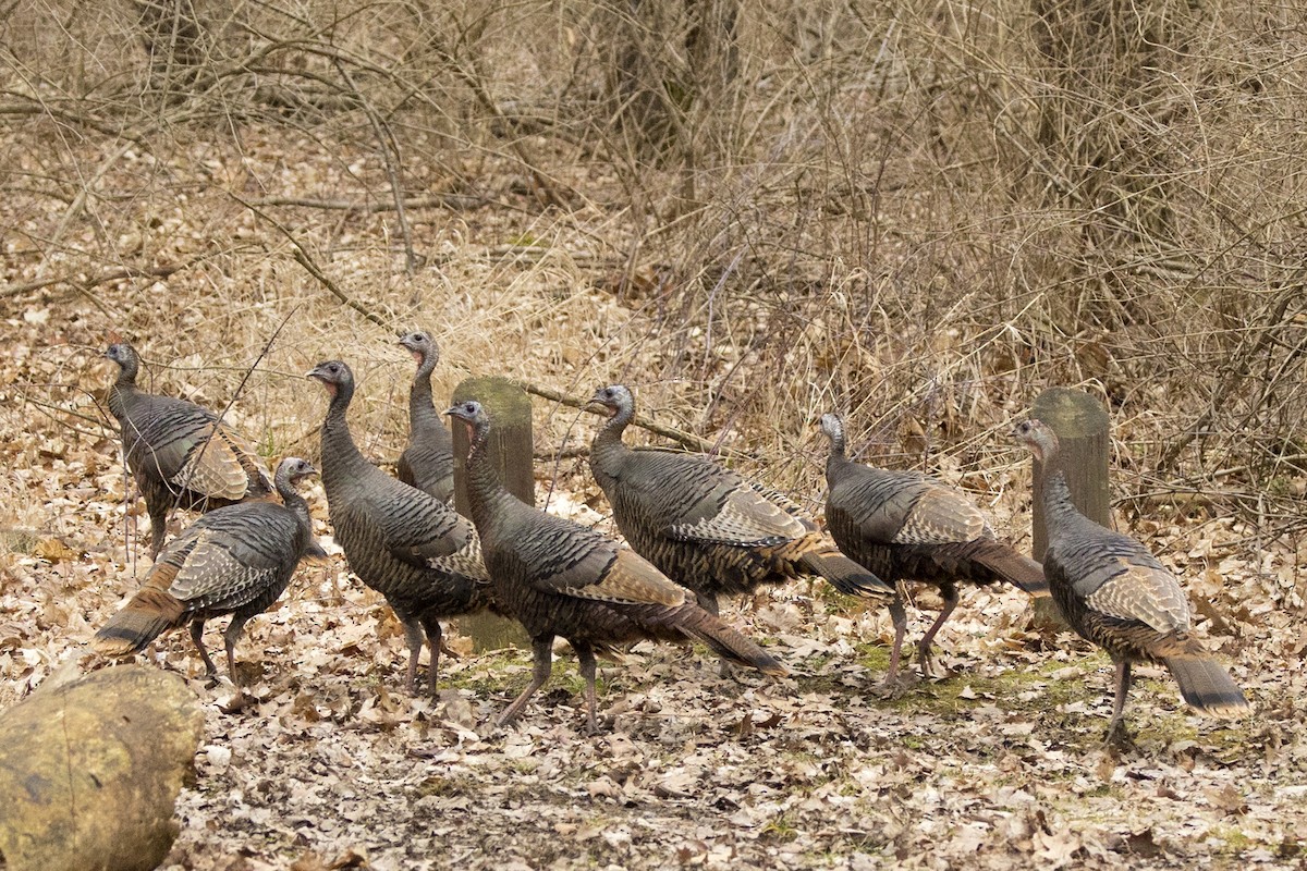 Wild Turkey - ML615480423