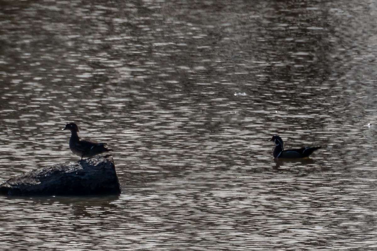 Wood Duck - ML615480490