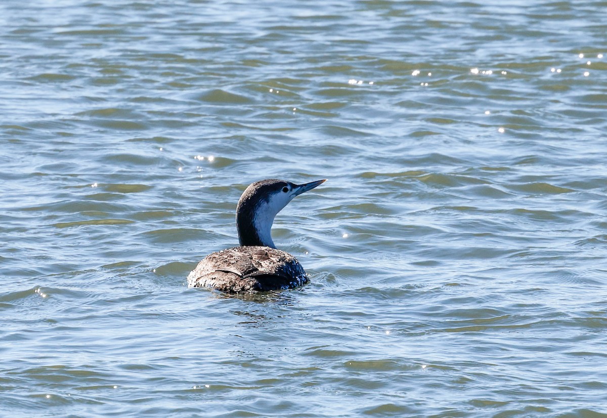 Red-throated Loon - ML615480504