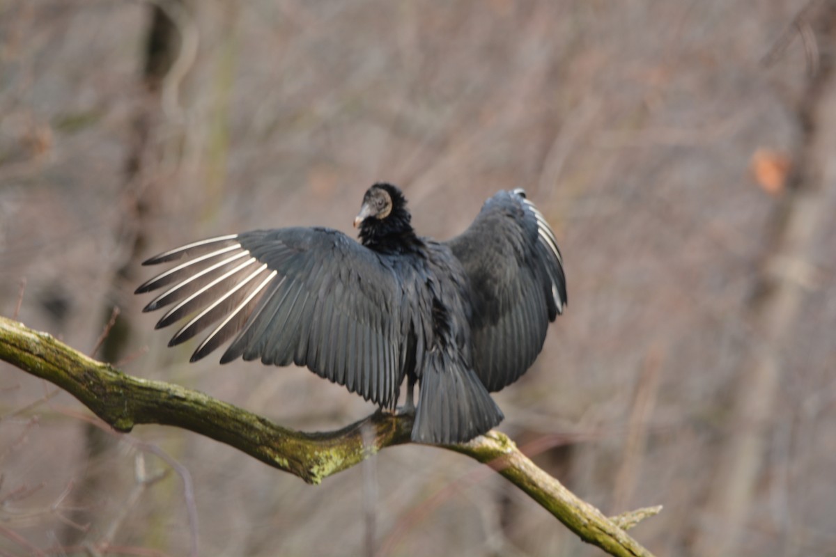 Black Vulture - ML615480506