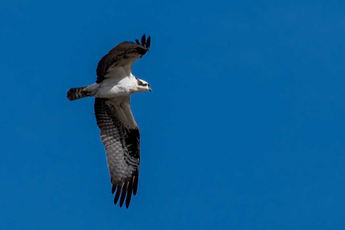 Águila Pescadora - ML615480516