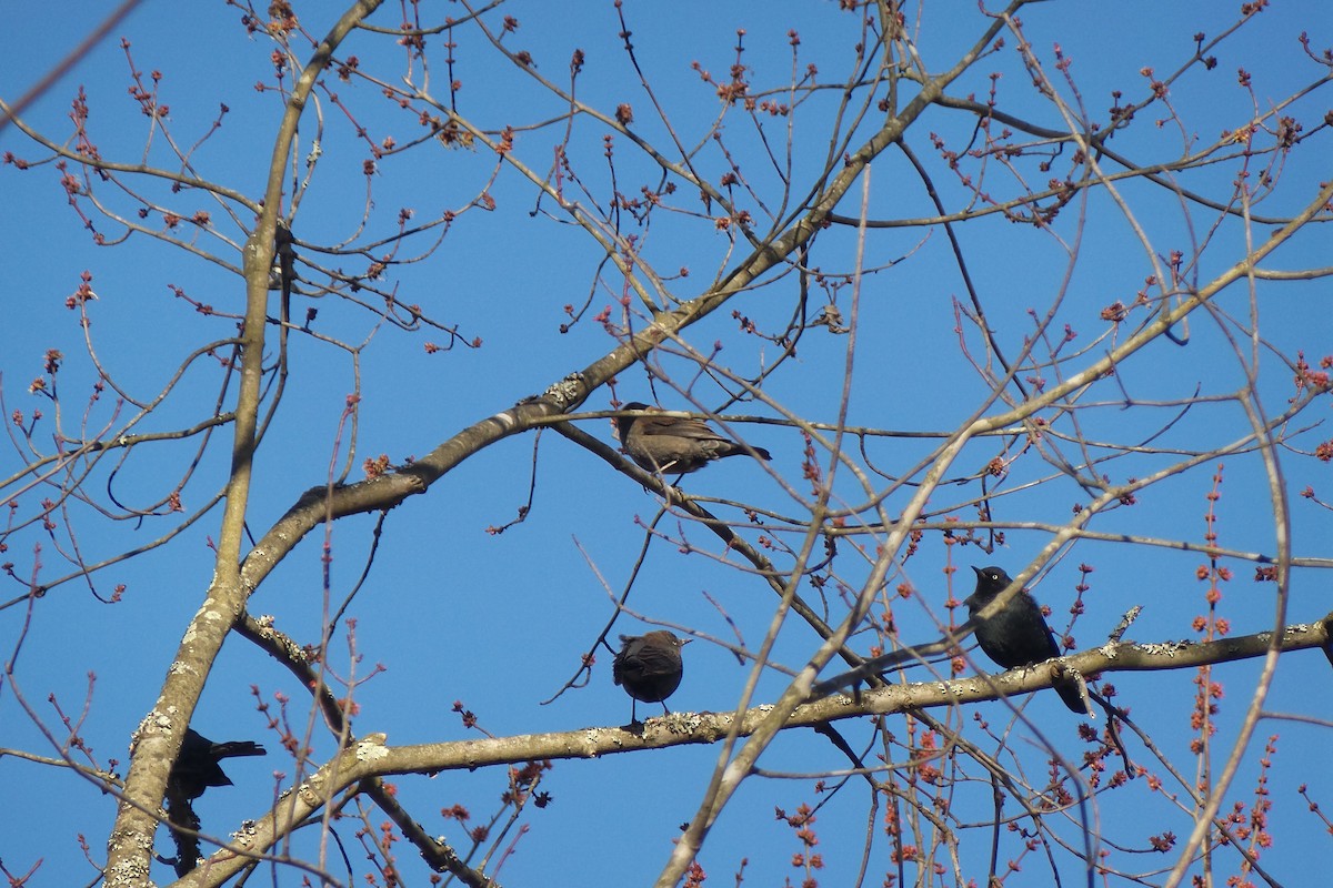 Rusty Blackbird - ML615480707