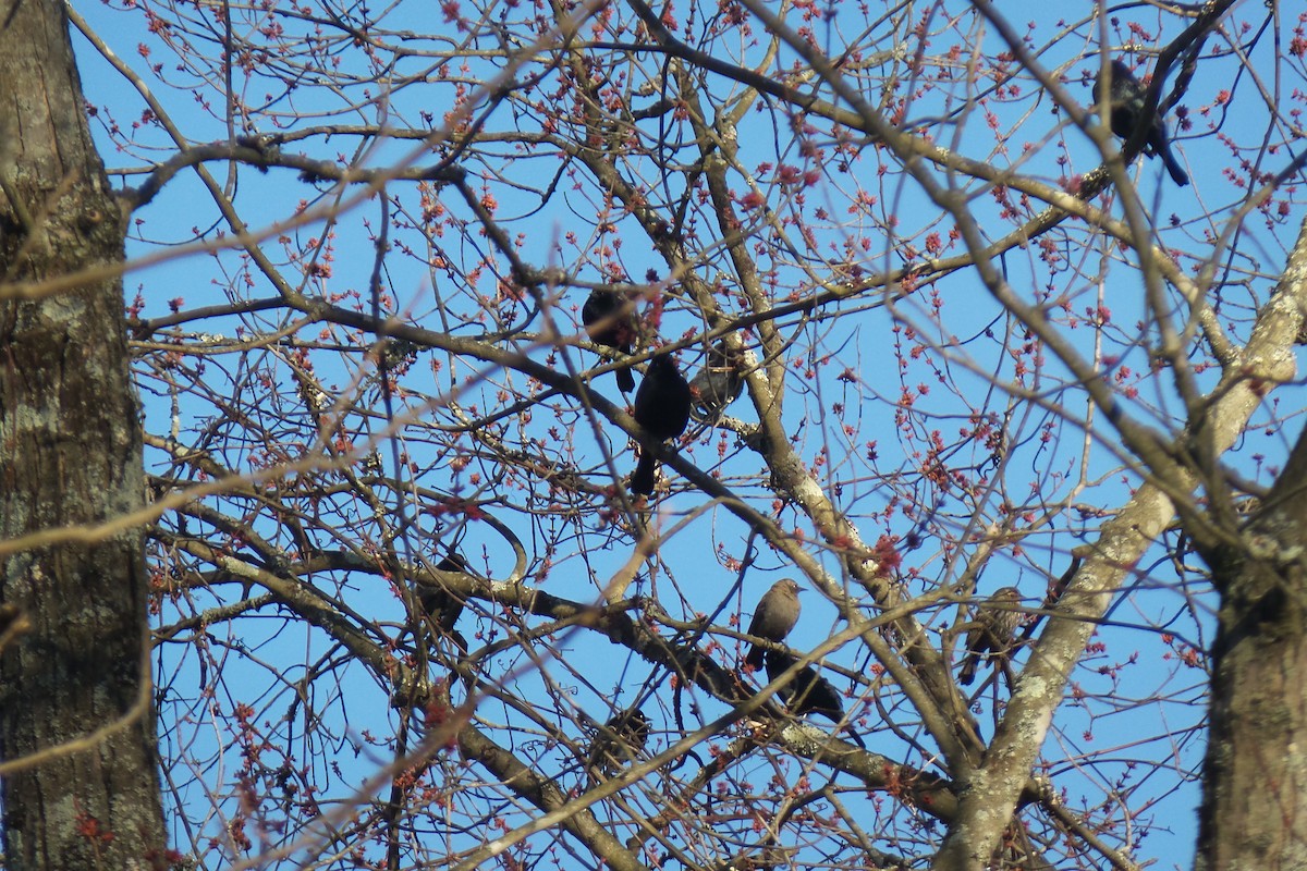 Rusty Blackbird - ML615480708