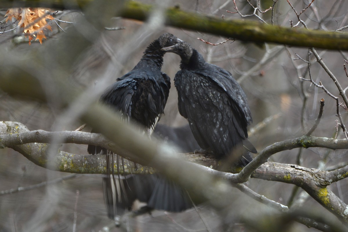 Black Vulture - ML615480763