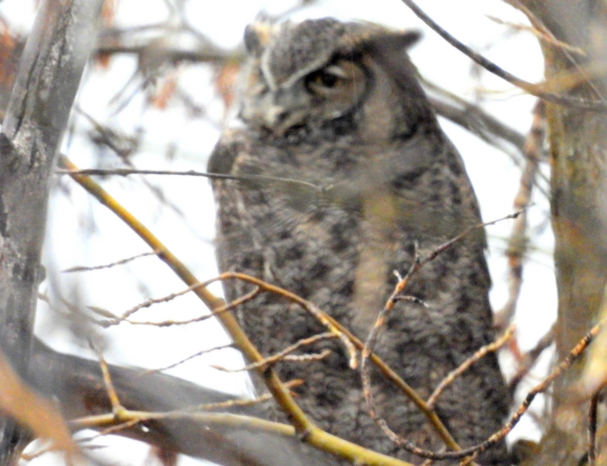 Great Horned Owl - ML615480779