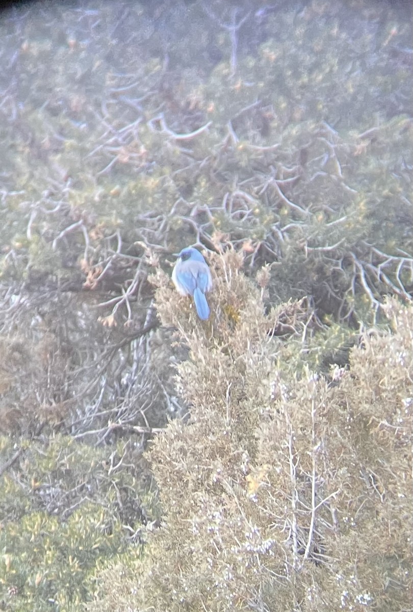 Woodhouse's Scrub-Jay - ML615480816