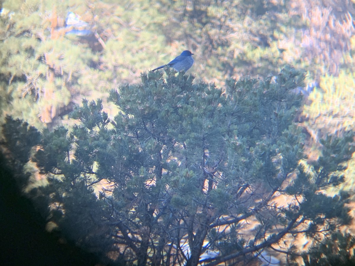 Woodhouse's Scrub-Jay - ML615480819