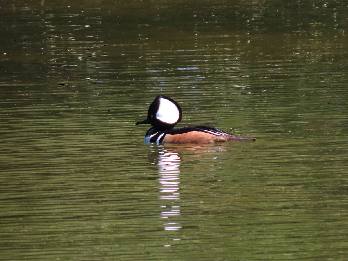 Hooded Merganser - ML615480825