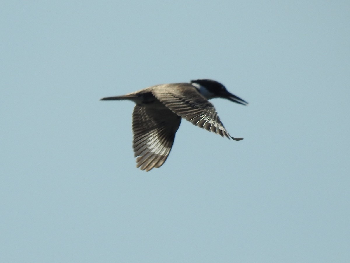 Belted Kingfisher - ML615480827