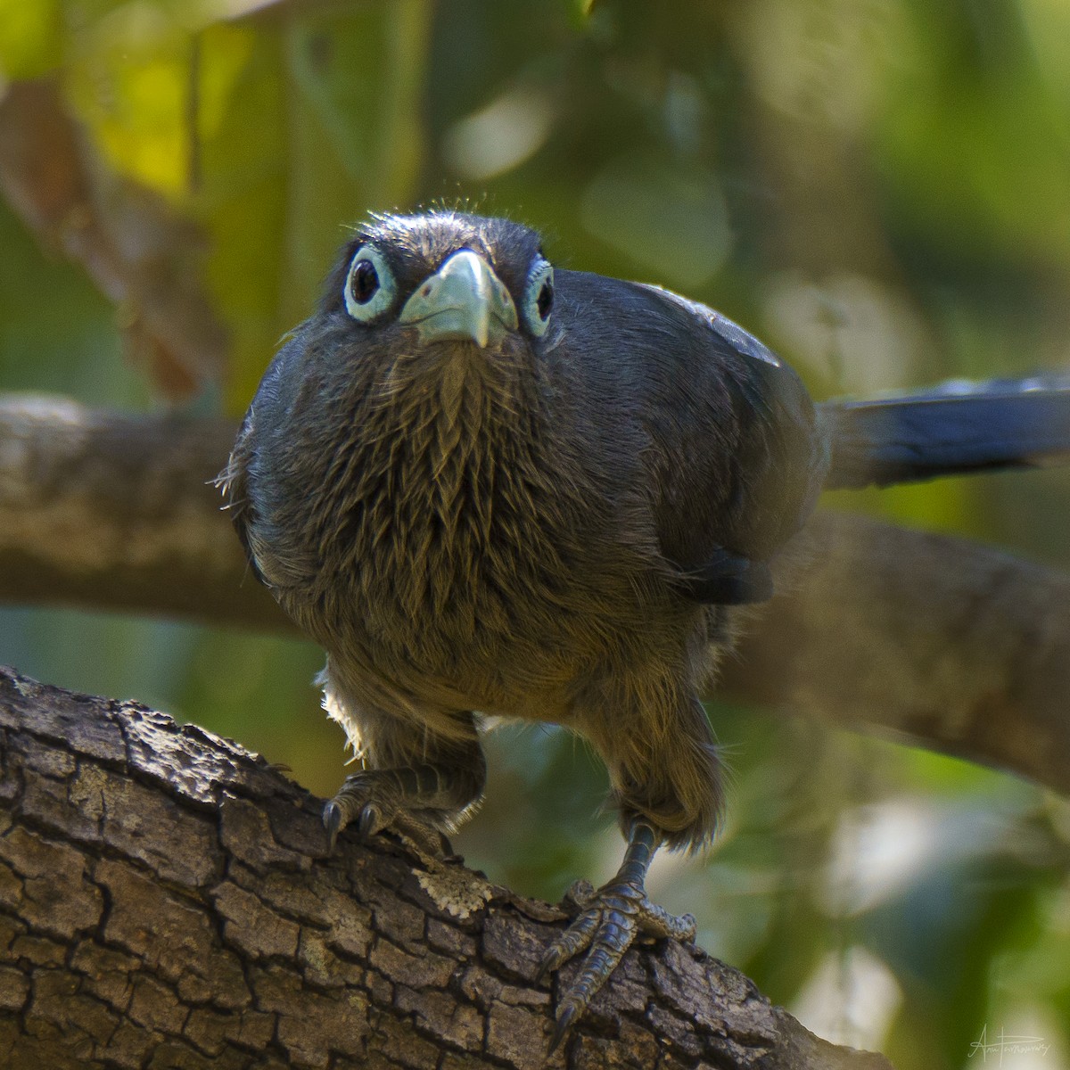 Blue-faced Malkoha - Anu Parthasarathy