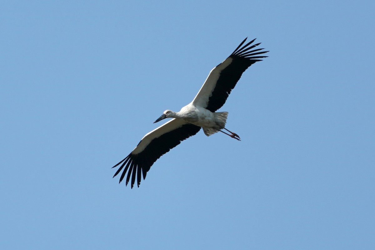 Oriental Stork - ML615480873