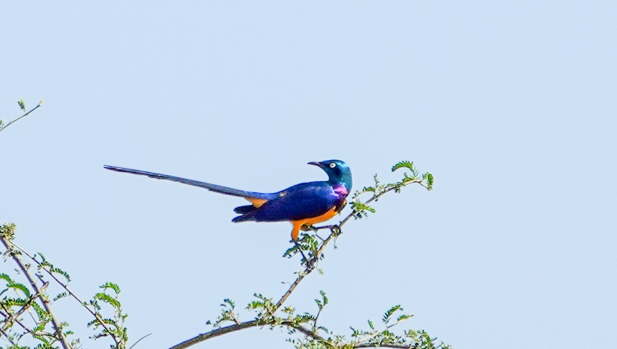 Golden-breasted Starling - ML615480915
