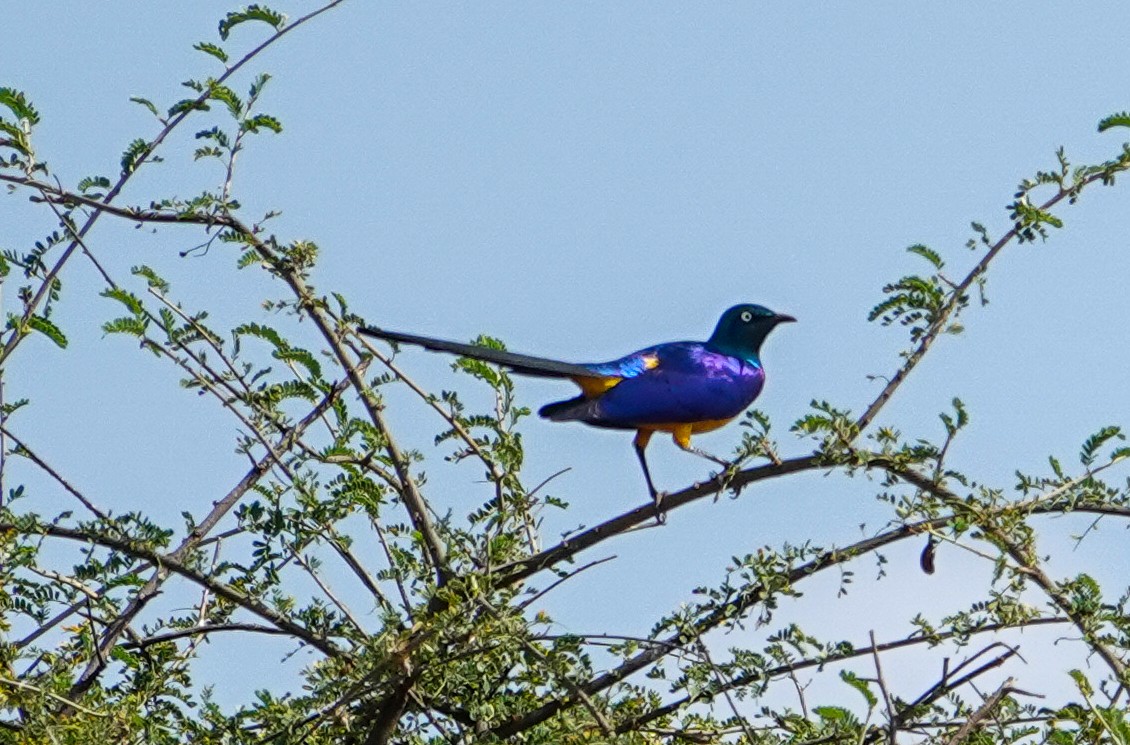Golden-breasted Starling - ML615480916