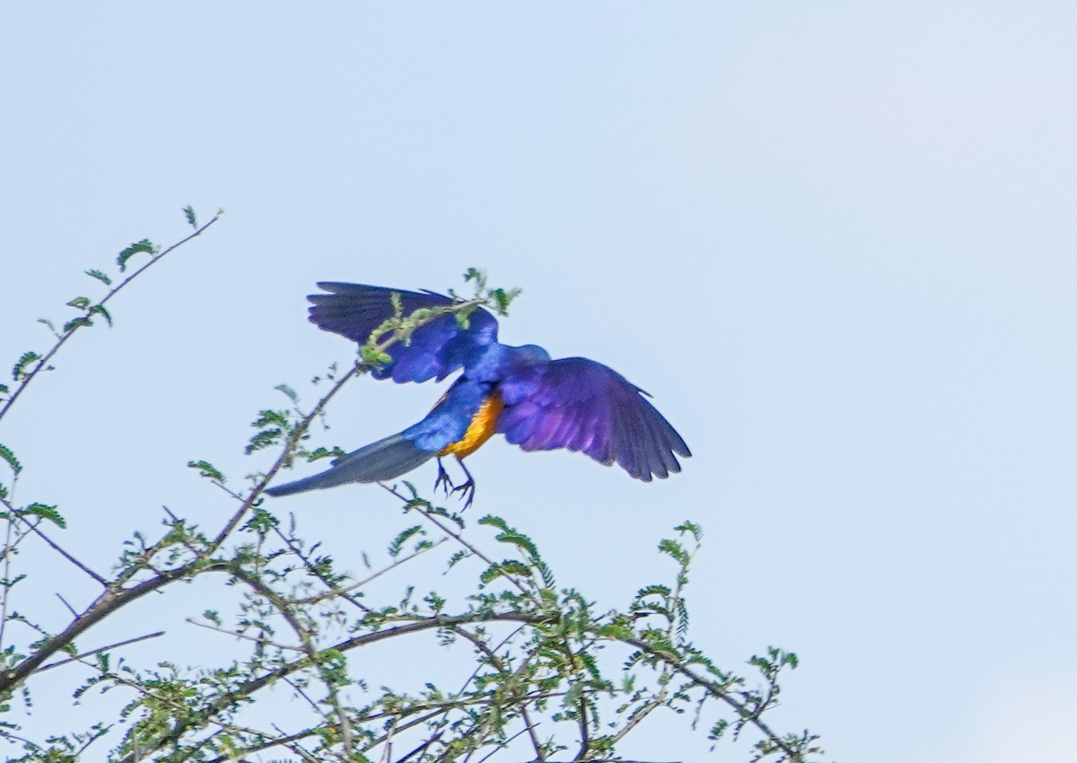 Golden-breasted Starling - ML615480917