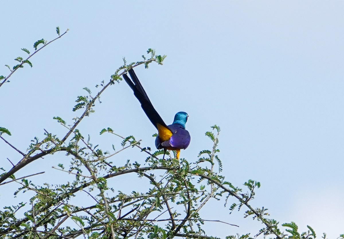 Golden-breasted Starling - ML615480918