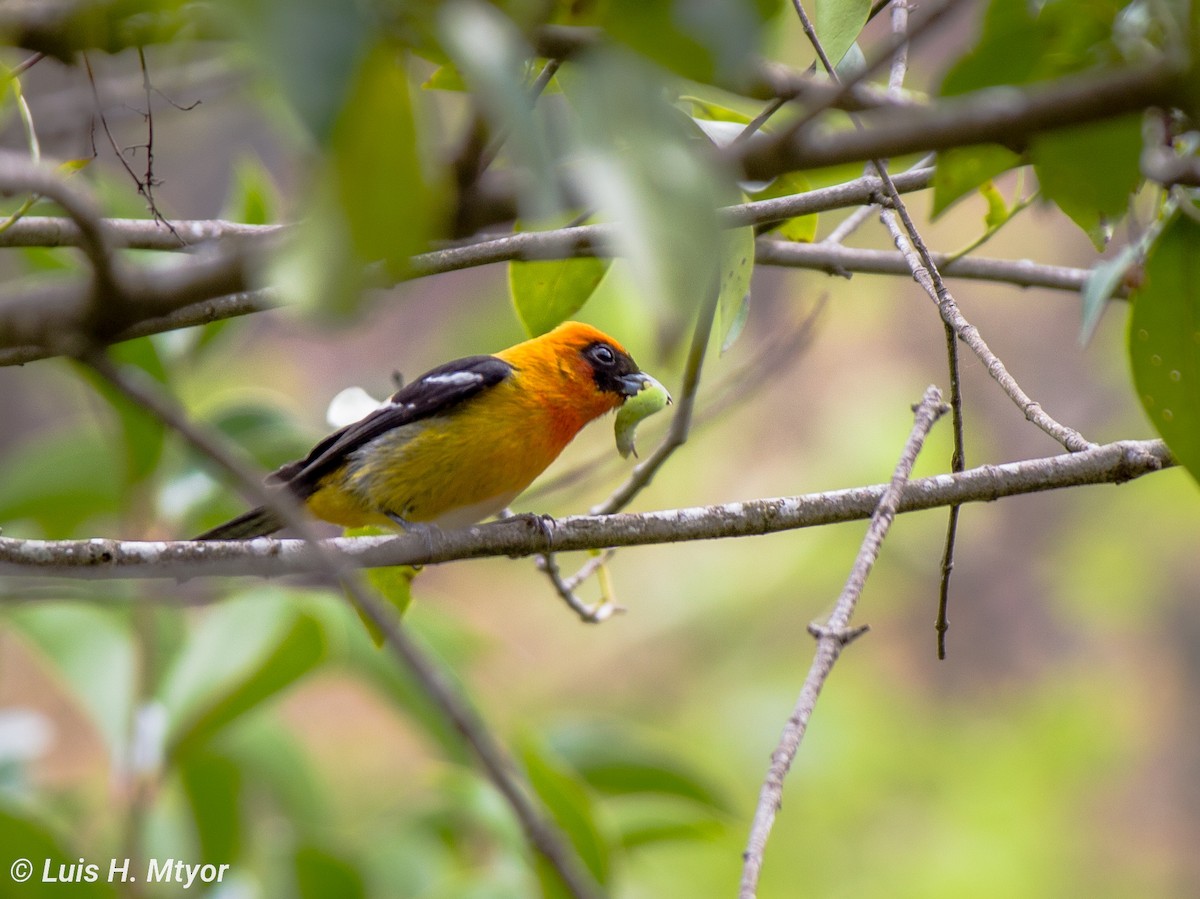 White-winged Tanager - ML615480937