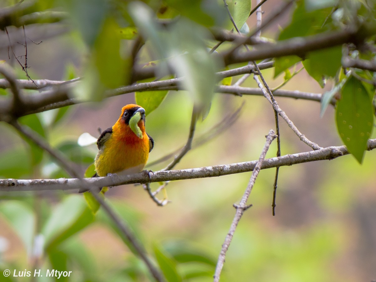 White-winged Tanager - ML615480942