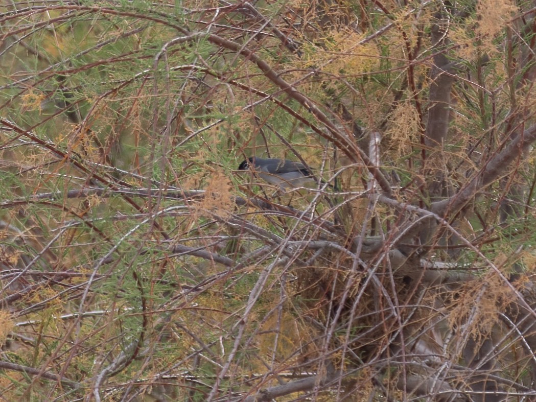 Black-tailed Gnatcatcher - ML615480993