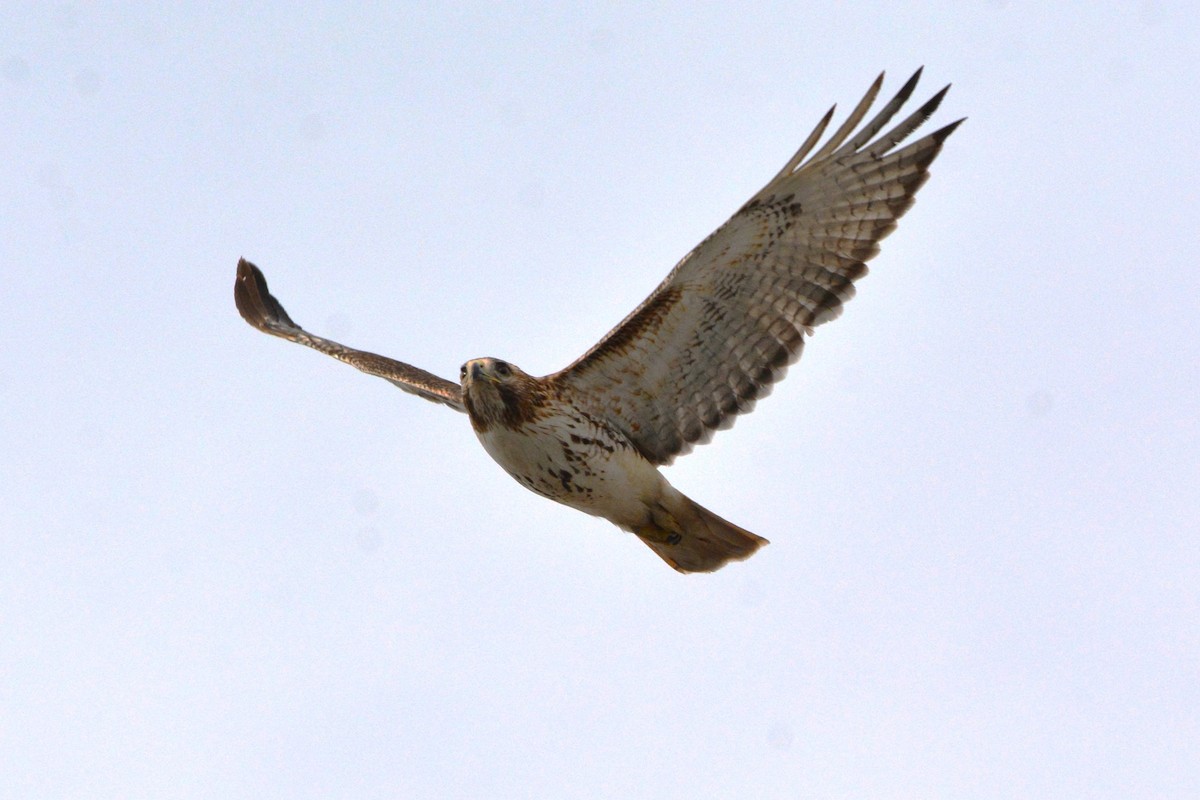 Red-tailed Hawk - ML615481000