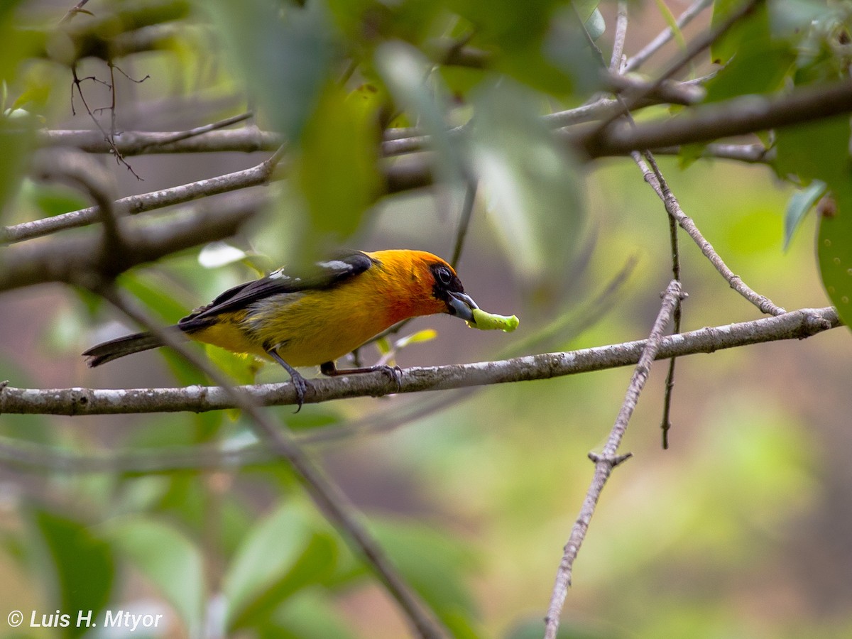 White-winged Tanager - ML615481030