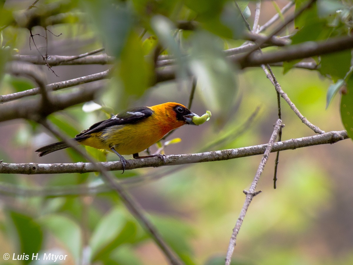 White-winged Tanager - ML615481031