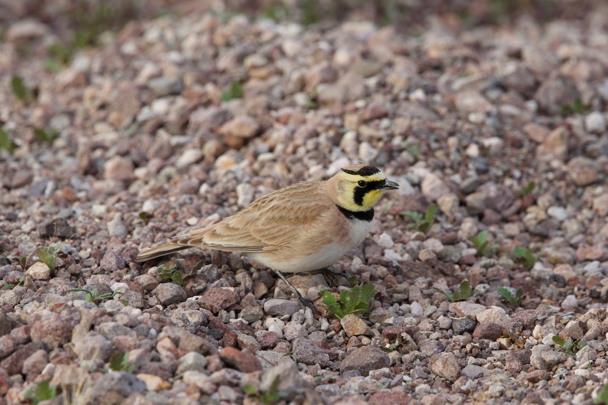 Horned Lark - ML615481045