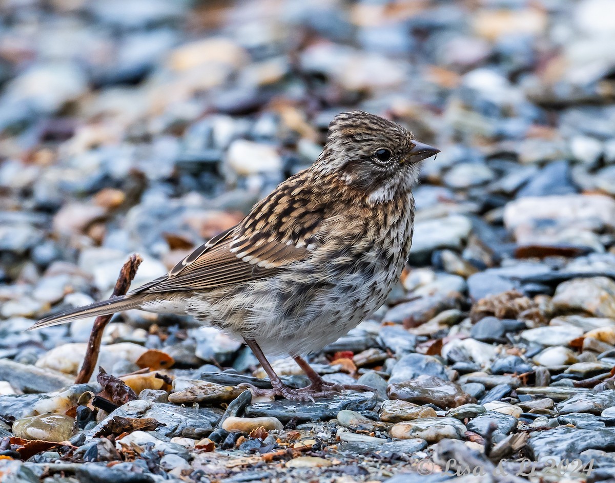 Rufous-collared Sparrow - ML615481079