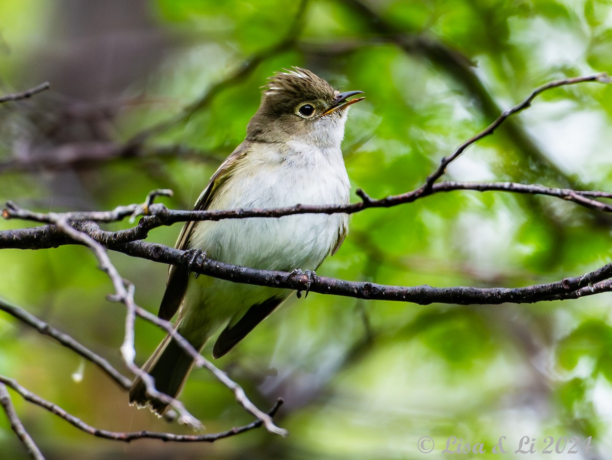 Fiofío Crestiblanco (chilensis) - ML615481146