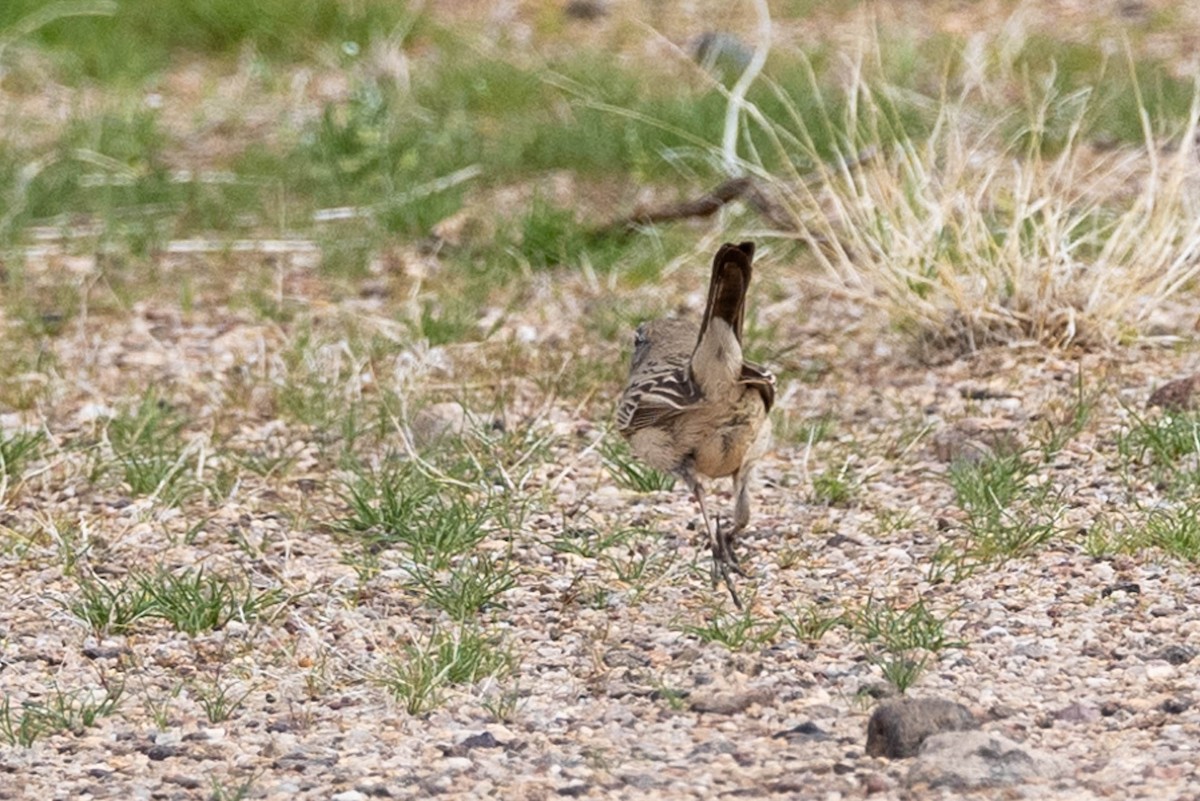 Sagebrush/Bell's Sparrow (Sage Sparrow) - ML615481151