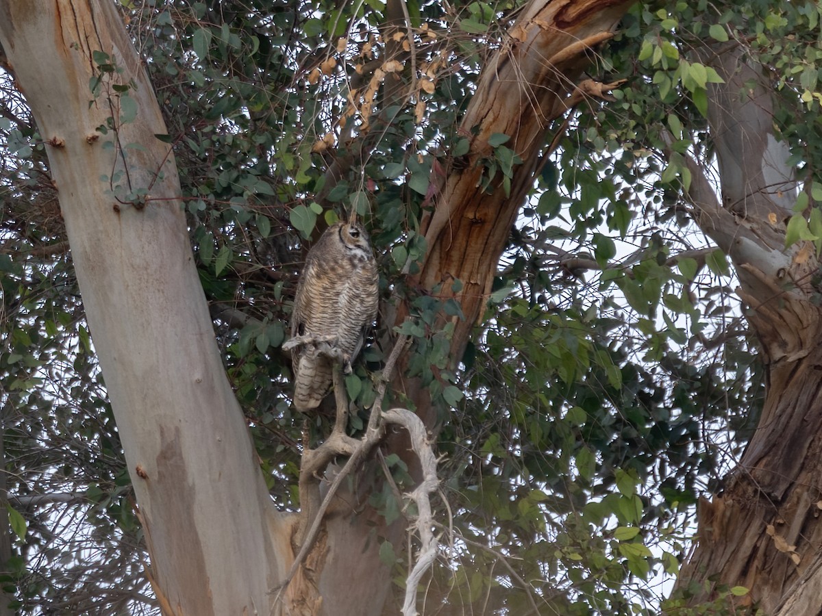 Great Horned Owl - ML615481162