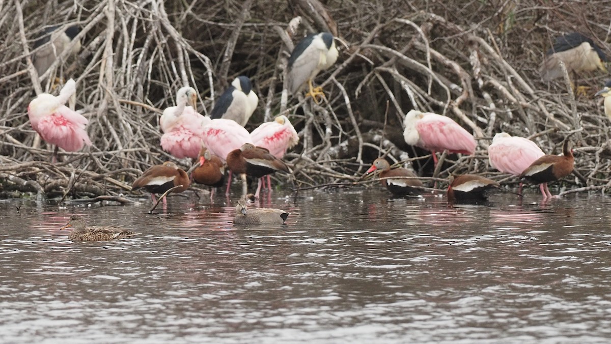 Roseate Spoonbill - ML615481201