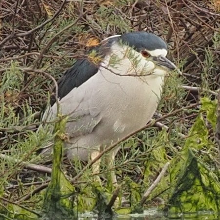 Black-crowned Night Heron - ML615481222