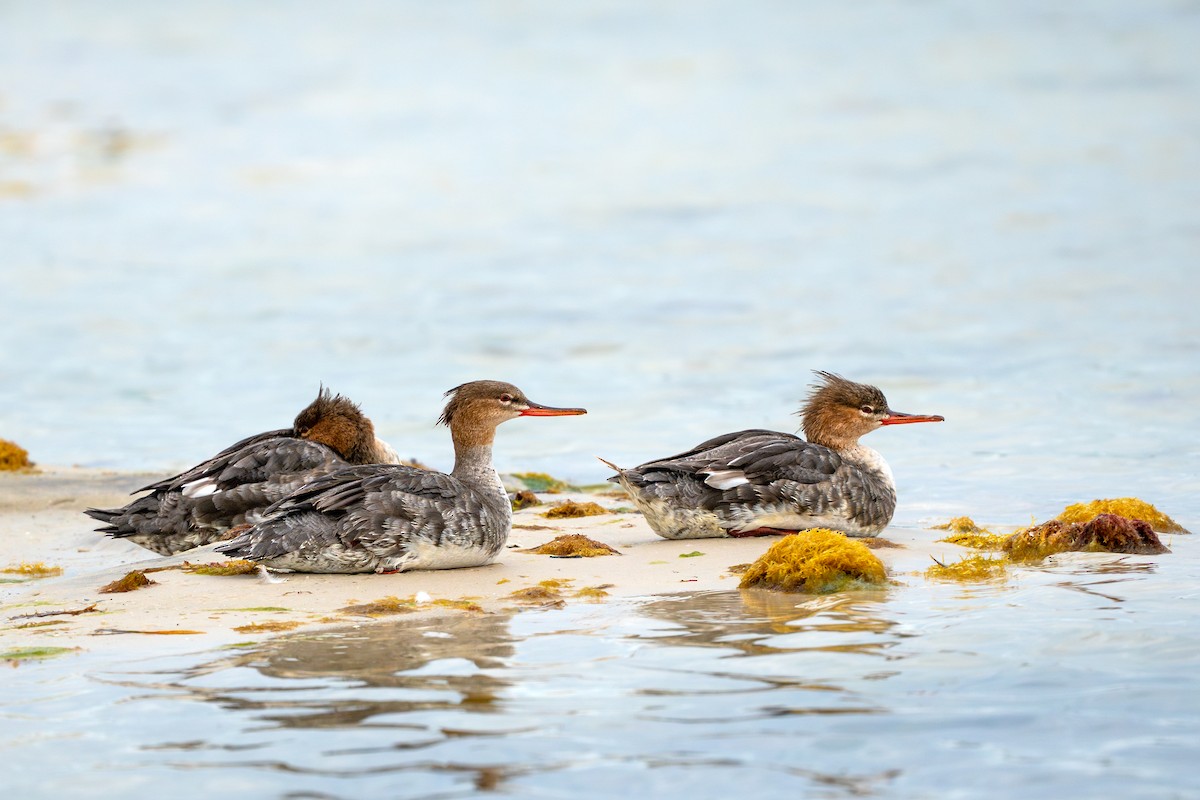 Red-breasted Merganser - ML615481223