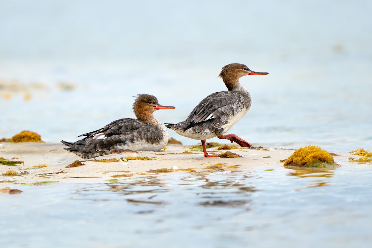 Red-breasted Merganser - ML615481226