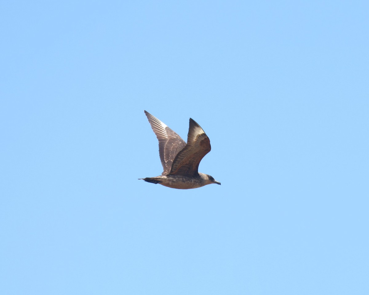 Chilean Skua - ML615481244