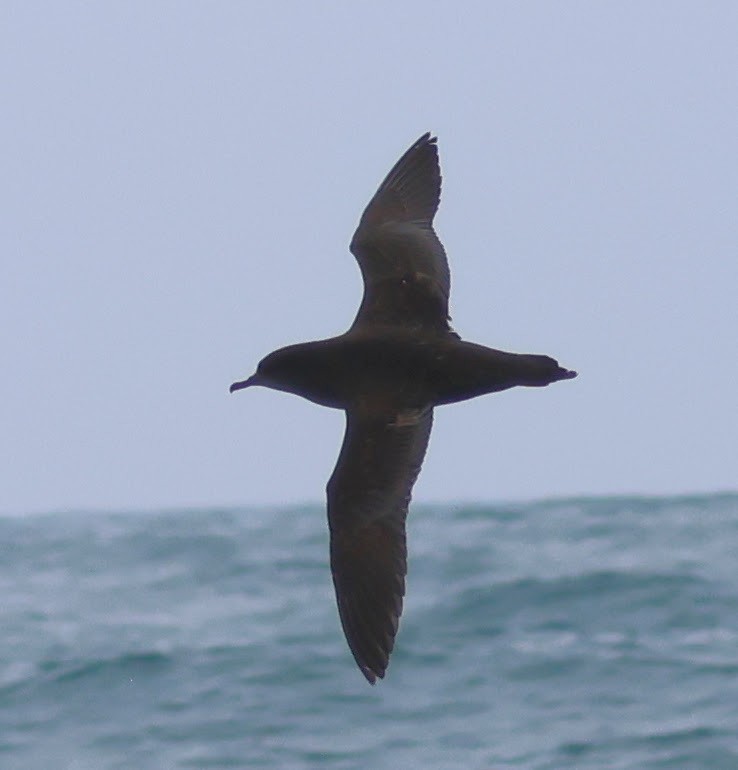 Sooty/Short-tailed Shearwater - ML615481369