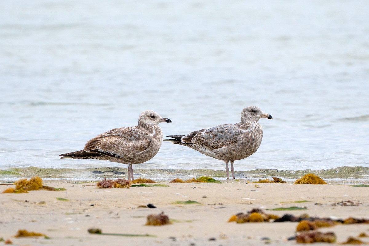 Herring Gull - ML615481442