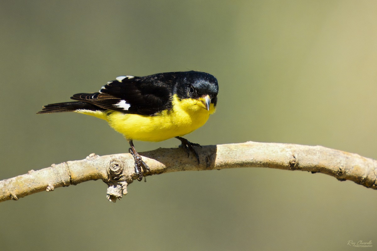 Lesser Goldfinch - ML615481466