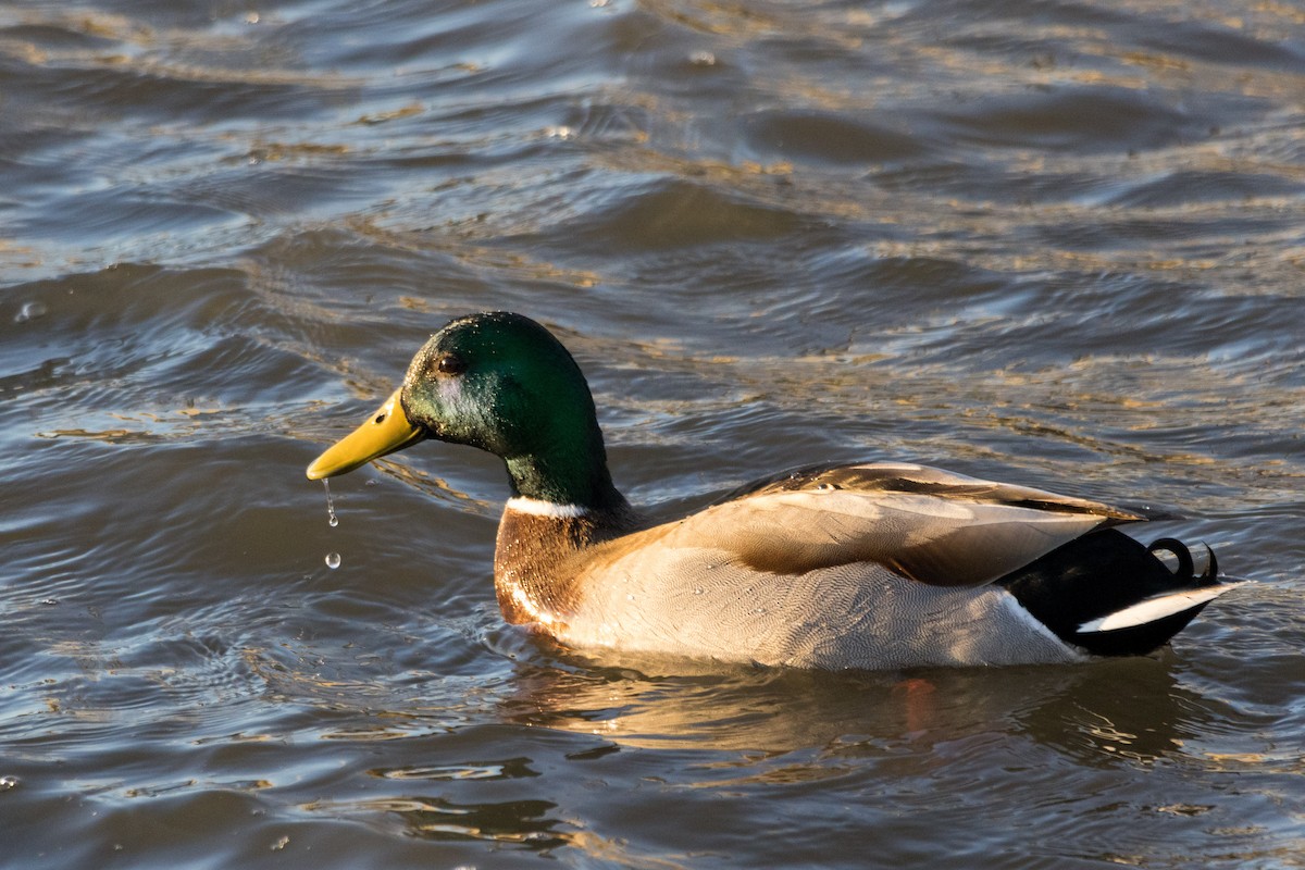 Mallard - ML615481537