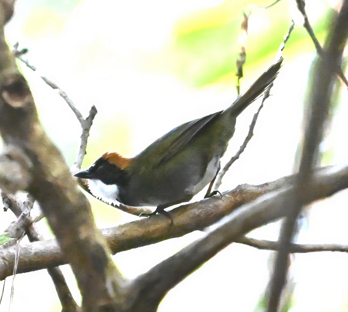 Chestnut-capped Brushfinch - ML615481566