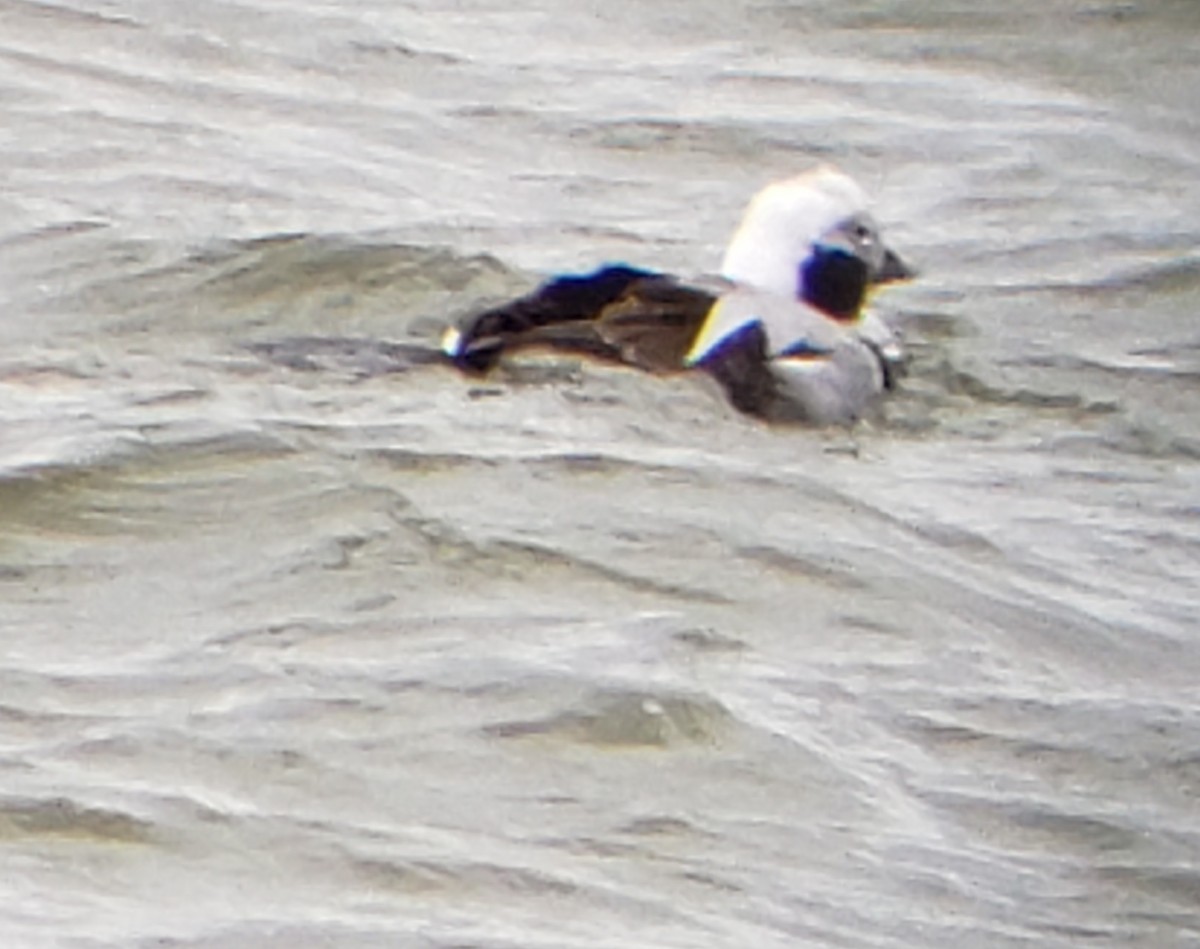 Long-tailed Duck - ML615481588