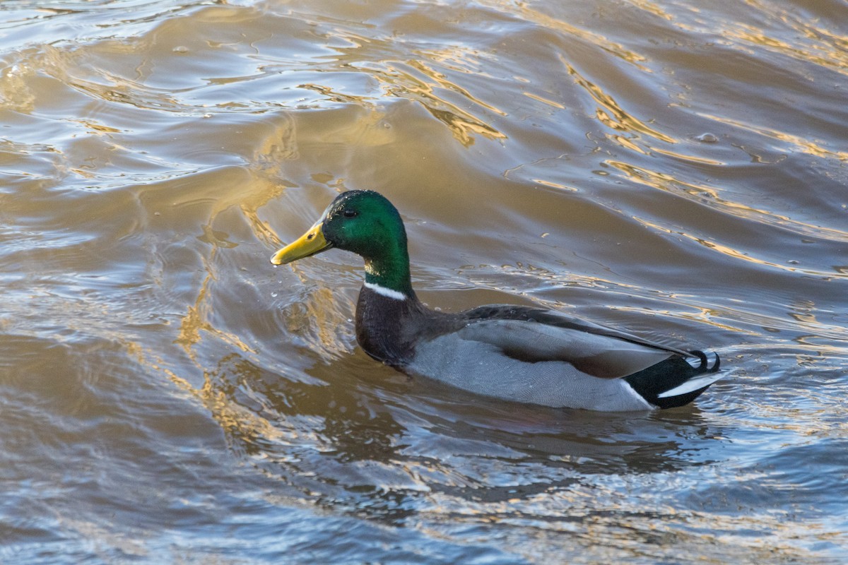 Mallard - ML615481606