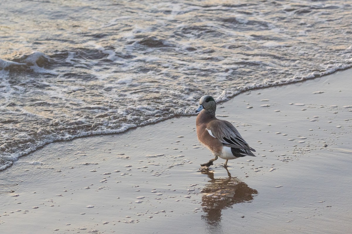 American Wigeon - ML615481629