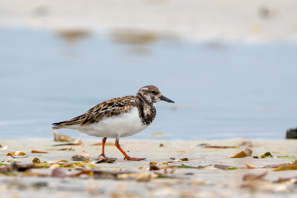 Ruddy Turnstone - ML615481639